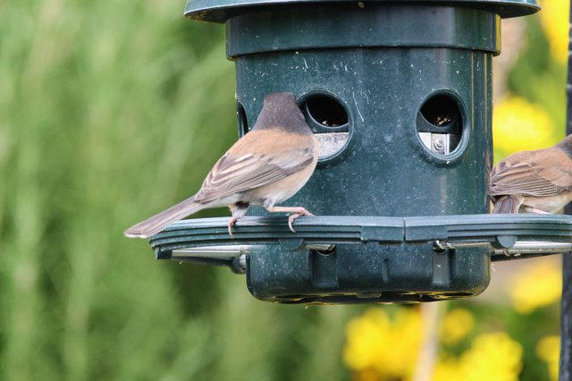 Two Sparrows Sharing a Garden Bird Feeder