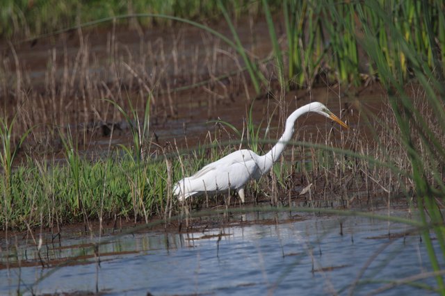 Great Egret Hunting in Wetland Marsh