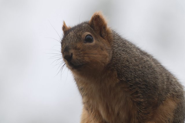 Curious Squirrel Portrait in Soft Winter Light
