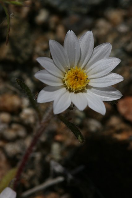 White Daisy on the Ground