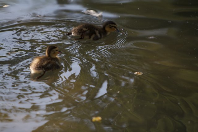 Swimming Ducklings
