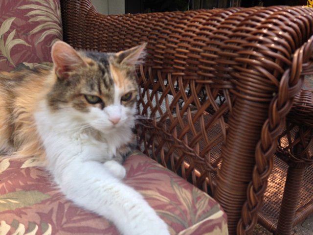 Feline Relaxation in Wicker Armchair