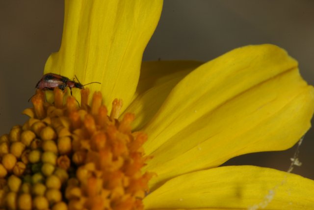 Little Bug, Big Pollen