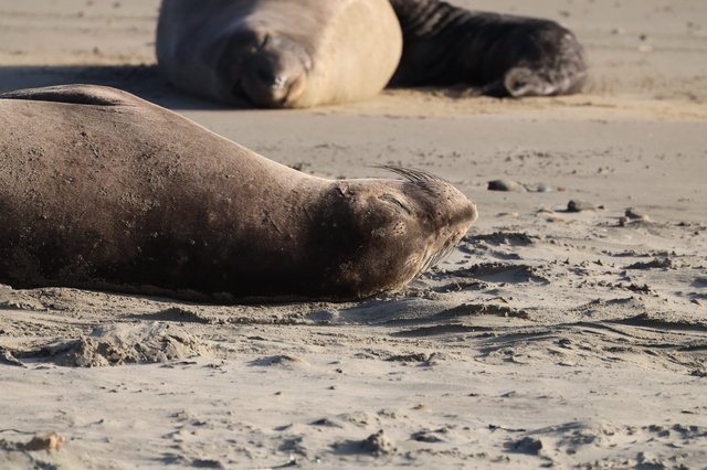 Elephant Seal Pups Resting on Sandy Beach