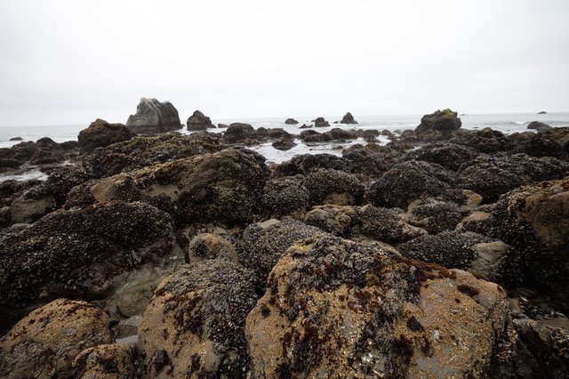 Mussel-Covered Rocks at Low Tide Pacific Coast