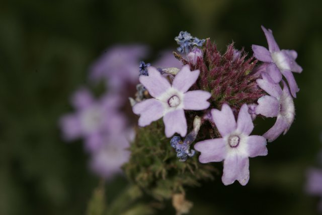 Purple Snapdragons in Full Bloom