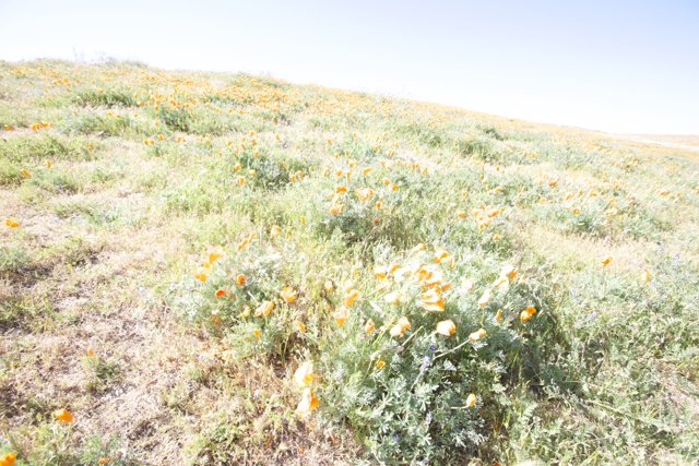 Blooming Orange Flowers in the Mojave Desert