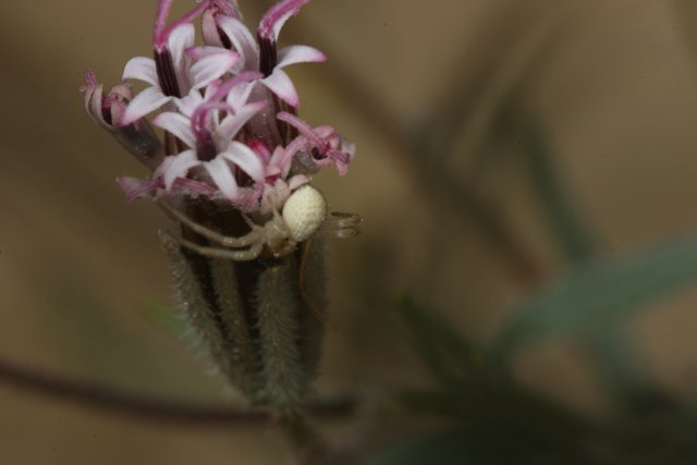 Desert Garden Spider on a Beautiful Flower