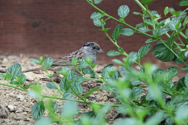 White-Crowned Sparrow Foraging Among Garden Foliage