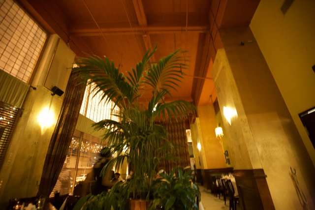 The Grand Plant in the Restaurant