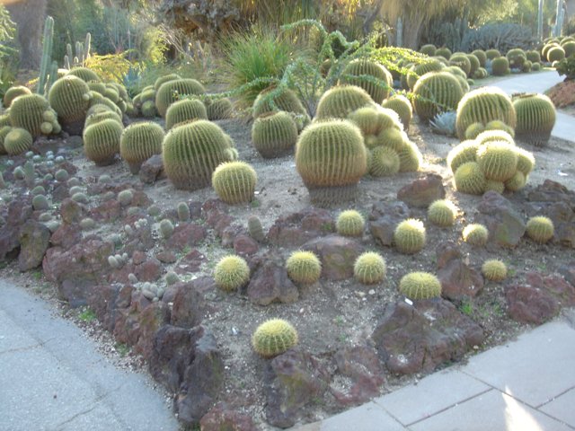A Garden Oasis of Cactus Plants