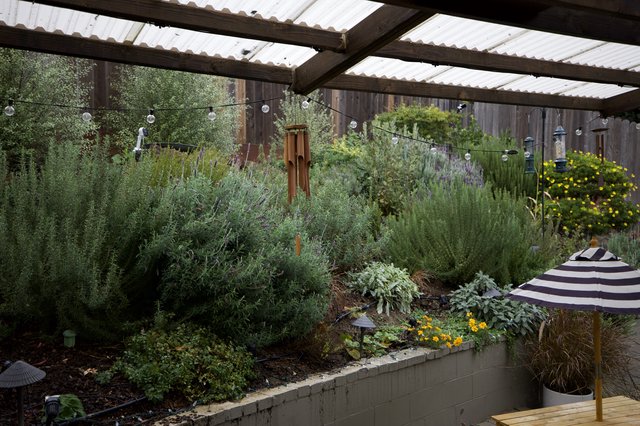 Lush Backyard Garden Under Pergola at Dusk
