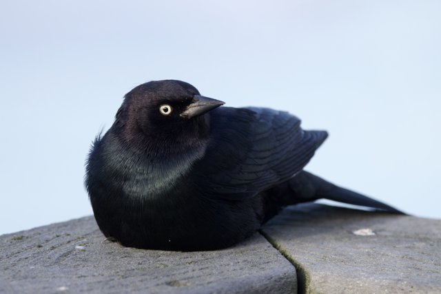 The Solitary Blackbird's Serenity.