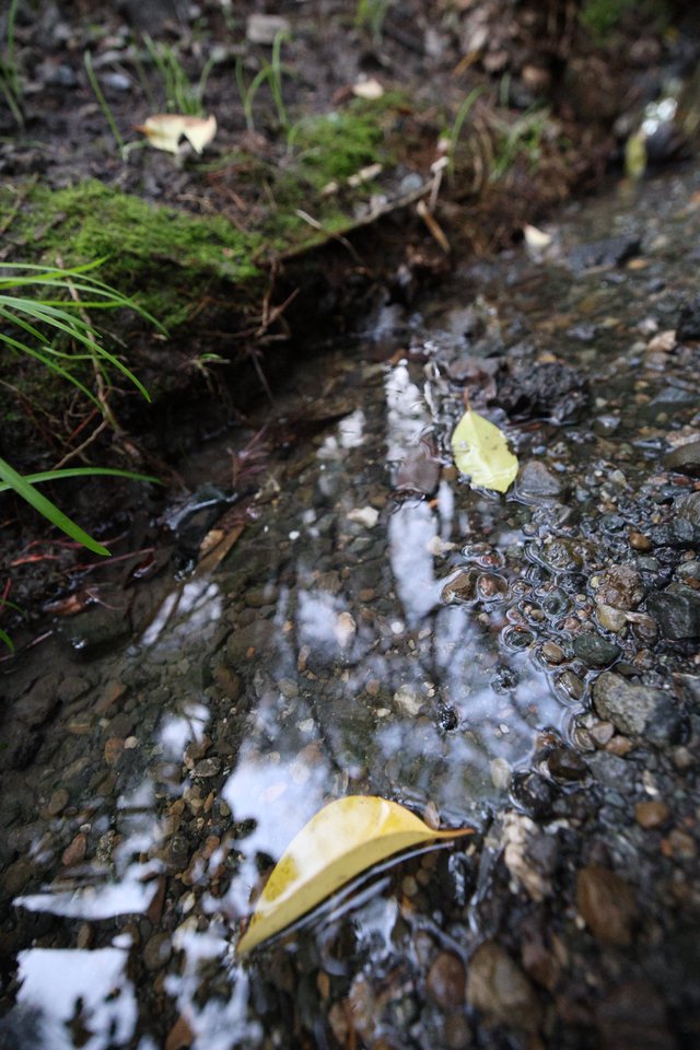 Yellow Leaves Floating in Shallow Forest Stream