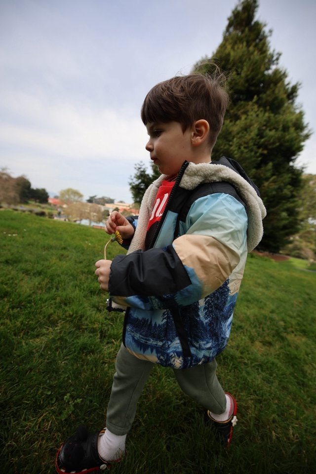 Young Boy Examining Dandelion at Park