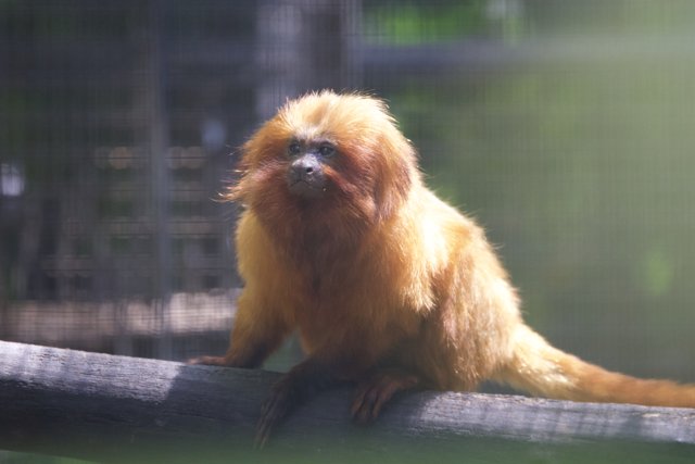 Golden Hues at Rest - A Day with the Golden Lion Tamarin