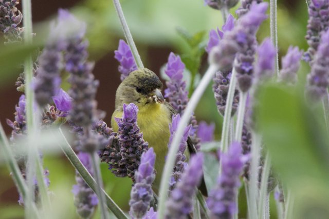 Lavender Symphony