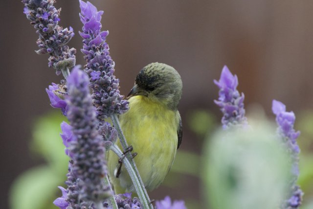Serenity Among Lavender