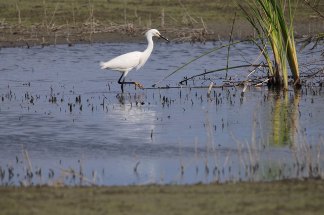 Little Egret Foraging in Wetland Shallows at Sunset