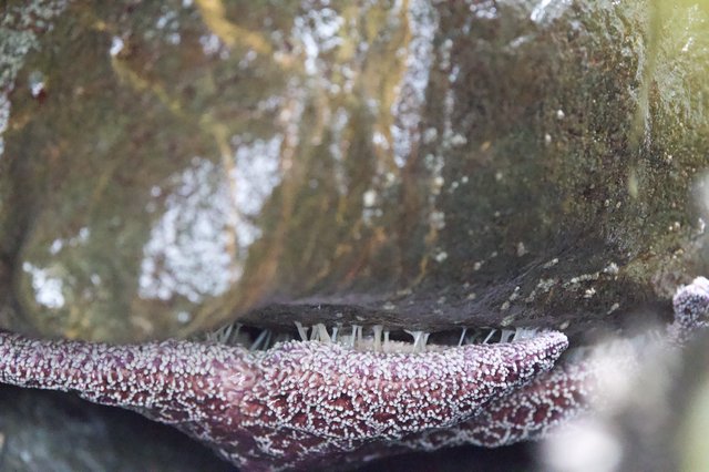 Sea Star Arm Clinging to Rocky Tide Pool