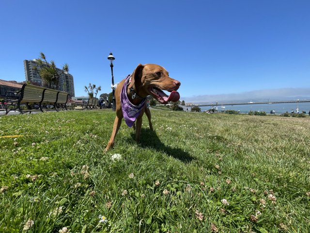 Purple Bandana Pup Enjoying a Sunny Day at San Francisco Maritime National Historical Park