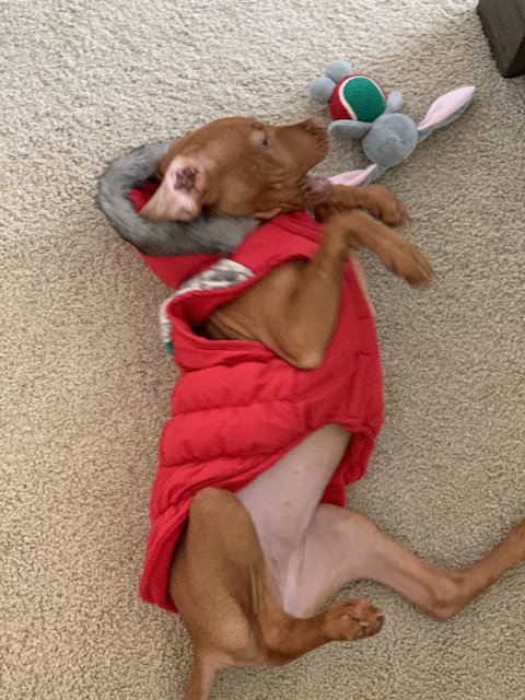 Red-Coated Hound Rests at Home