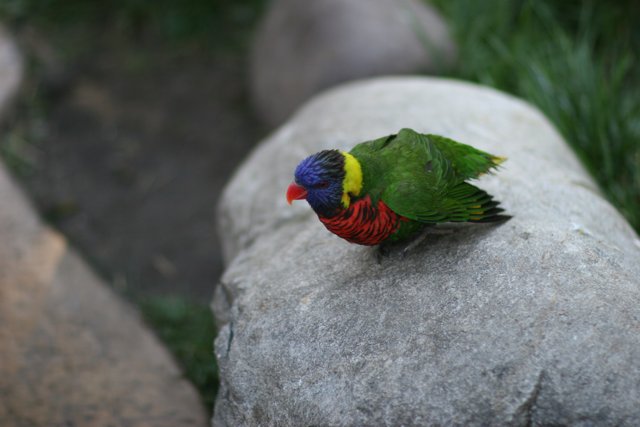 A Parakeet Perched on a Vibrant Rock