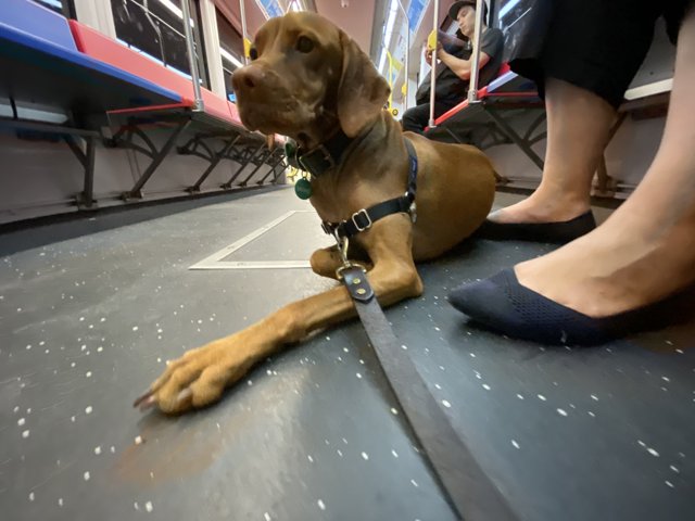 Canine Companion on the Subway