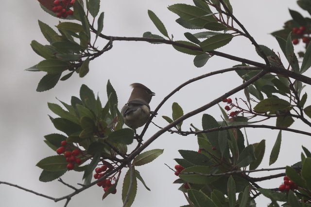 Cedar Waxwing Perched Among Red Berries