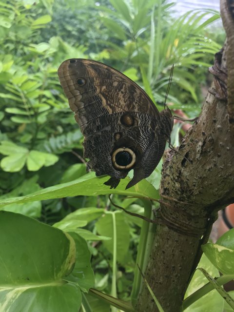 Majestic Butterfly in Cancún