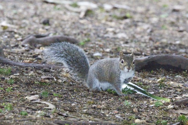 Curious Squirrel Explorer