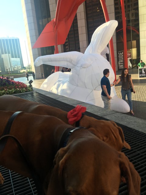 Dog Fascinated by Giant Bunny