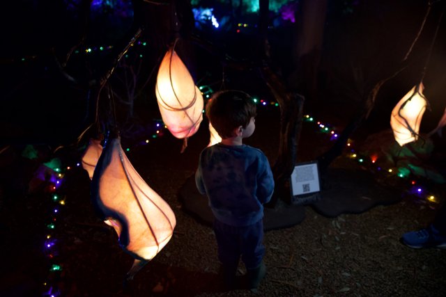 Enchanted Evening at the Garden of D'Lights