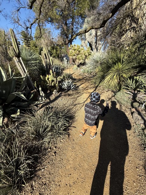 A Stroll Among the Cacti