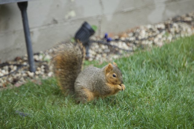 Fox Squirrel Foraging in Suburban Backyard