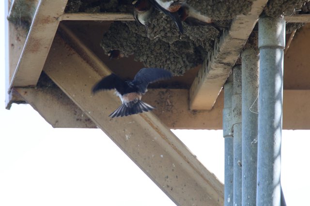 Cliff Swallow in Flight Approaching Mud Nest