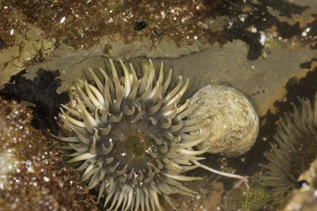 Anemone and Sea Urchin Amongst the Rocks