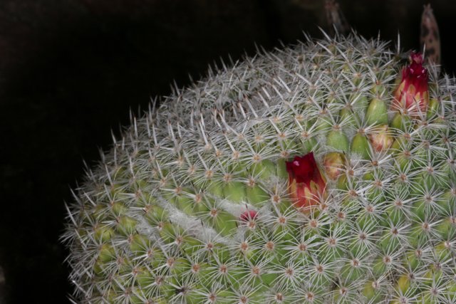 The Crimson Beauty of a Cactus Blossom