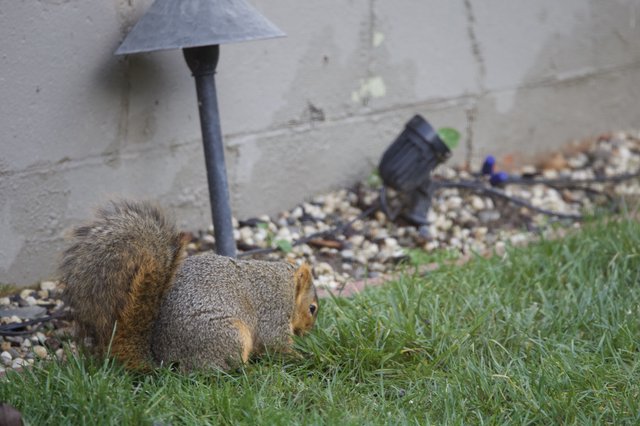 Fox Squirrel Foraging on Suburban Lawn