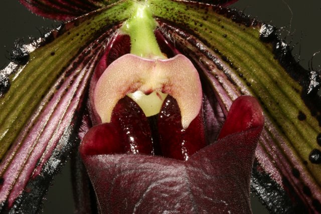 The Alluring Open Mouth of an Orchid