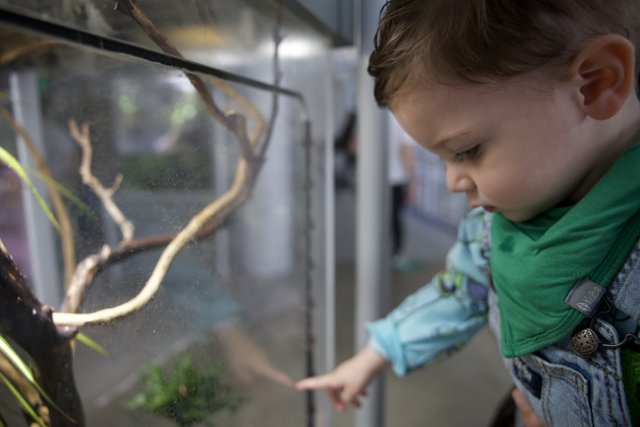A Child's Fascination: Reptiles of the Rainforest
