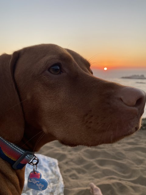 Beach Sunset Gaze