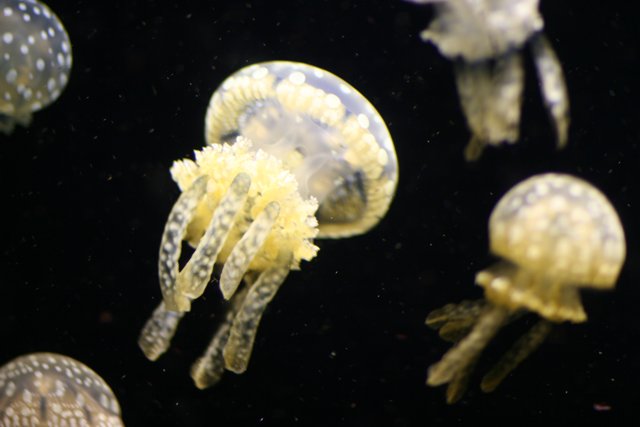 A Mesmerizing Jellyfish Ballet