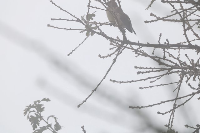 Bird Perched on Winter Branch in Foggy Conditions