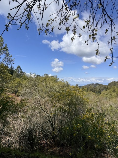 Tranquil Tilden Skies