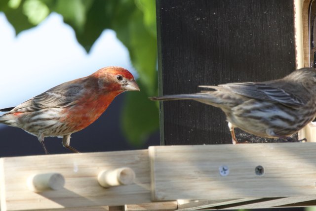 Feathered Companions