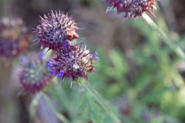 Spiny Purple Sage Blooms on Mount Diablo