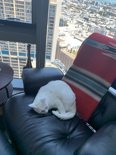 Catnap in the City