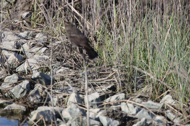 Brown Bird Foraging Among Dried Grasses and Rocks