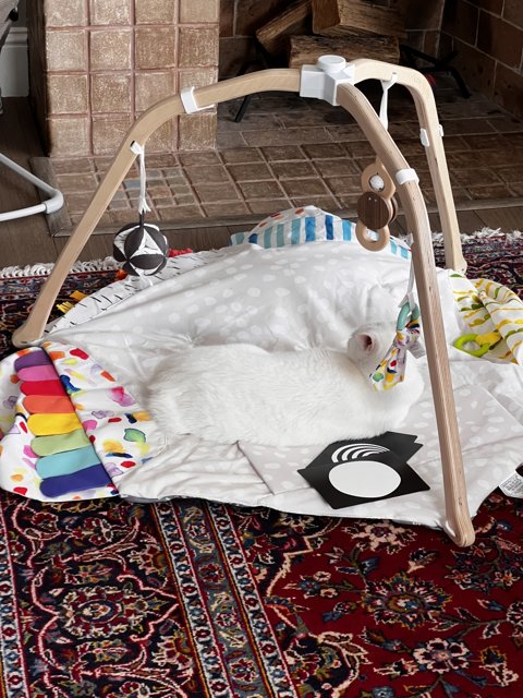 Cozy corners for babies and pets